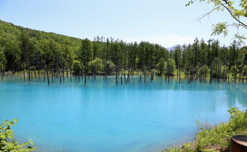【白金青い池】水面がコバルトブルーに輝く 幻想的な「青い池」　