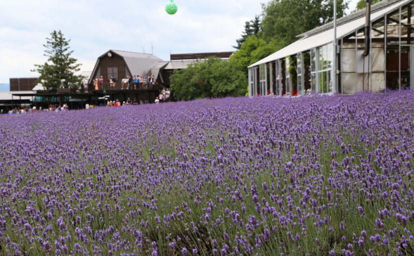 【ファーム富田】富良野エリアを代表する 日本最大級のラベンダー畑