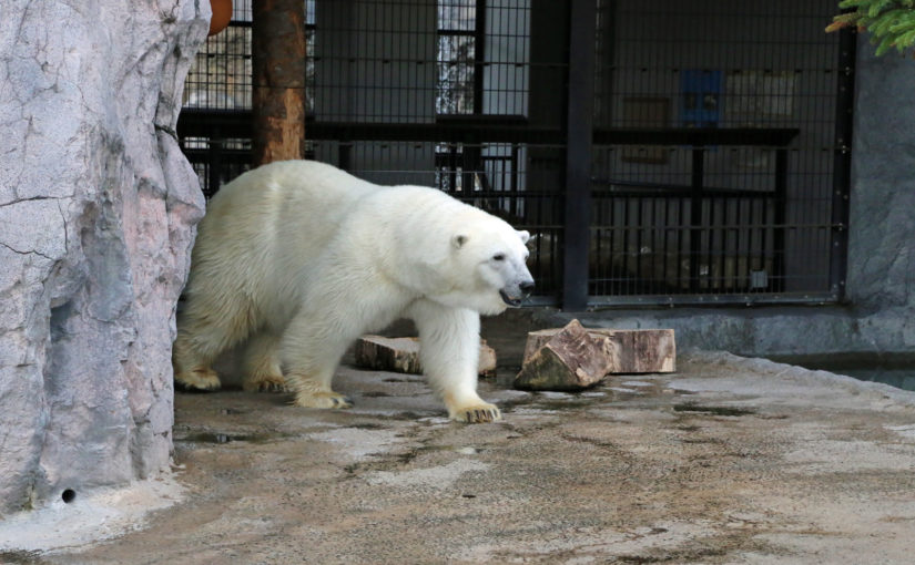 【旭山動物園】大人も子供も楽しめる 「日本最北」の動物園