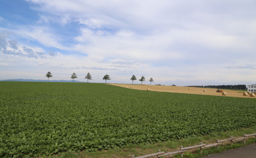 【メルヘンの丘】広大な畑と青空が織りなす のどかで美しい田園風景