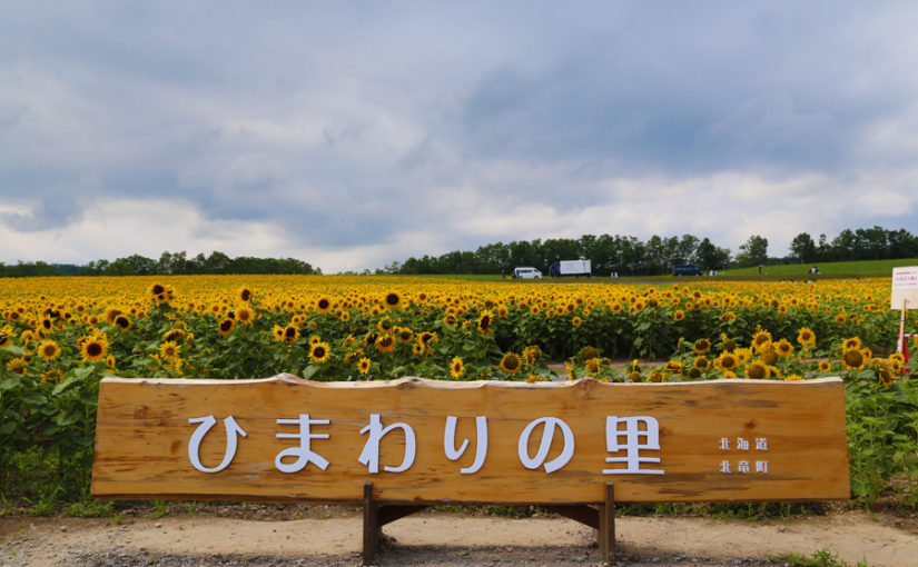 【北竜町ひまわりの里】東京ドーム約5個分の畑に 200万本のひまわりが咲き誇る
