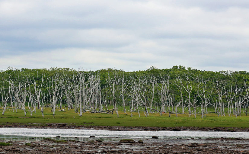 【野付半島トドワラ】木道を歩いて、立ち枯れたトドマツの森が作り出す荒涼とした景色を眺められる