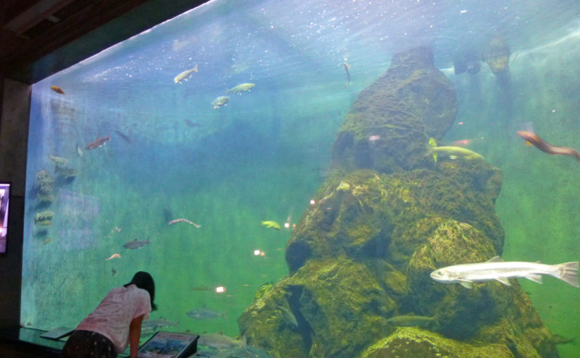 【標津サーモン科学館】体験コーナーで大人も子供も楽しめる、サケの町・標津町の“サケの水族館”